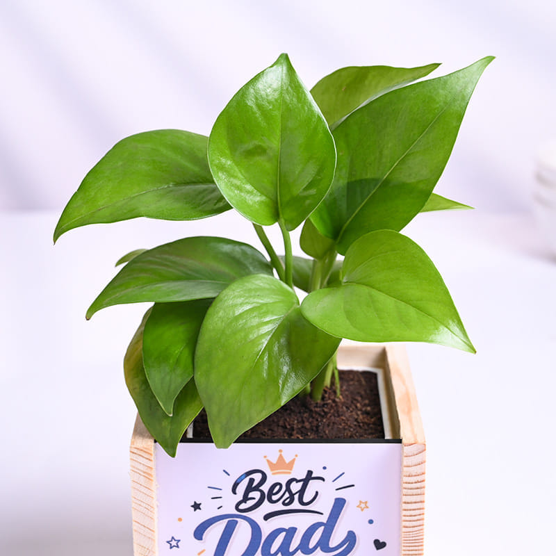 Money Plant In Best Dad Pot