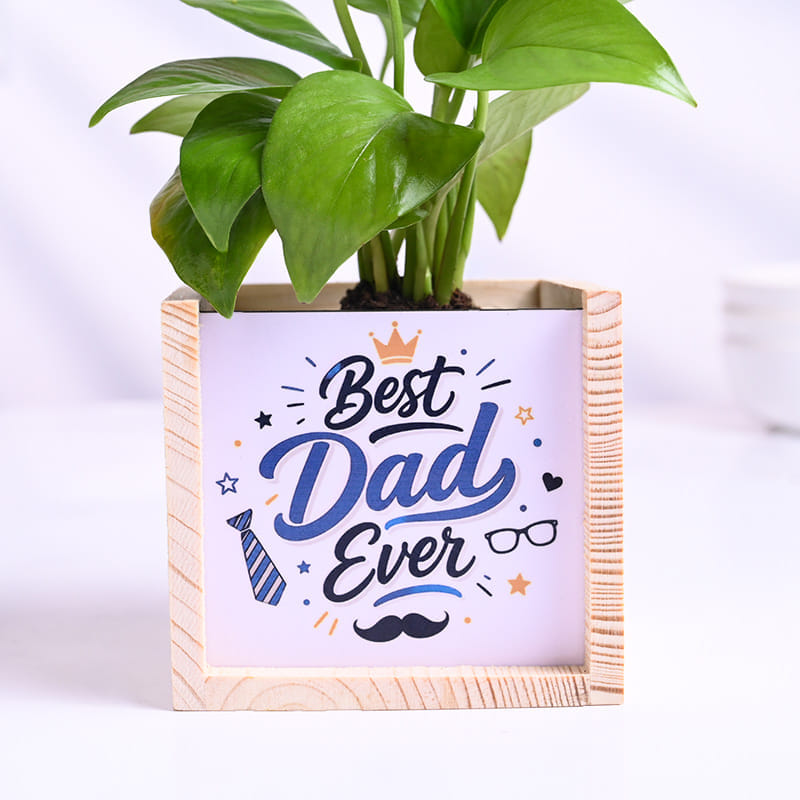 Money Plant In Best Dad Pot