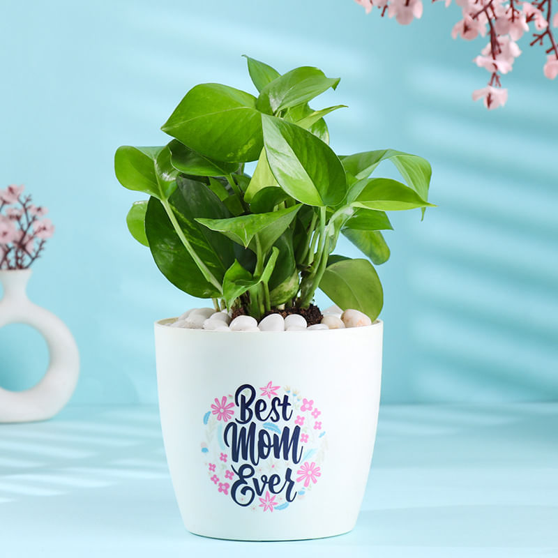 Money Plant In Best MOM Ever White Pot