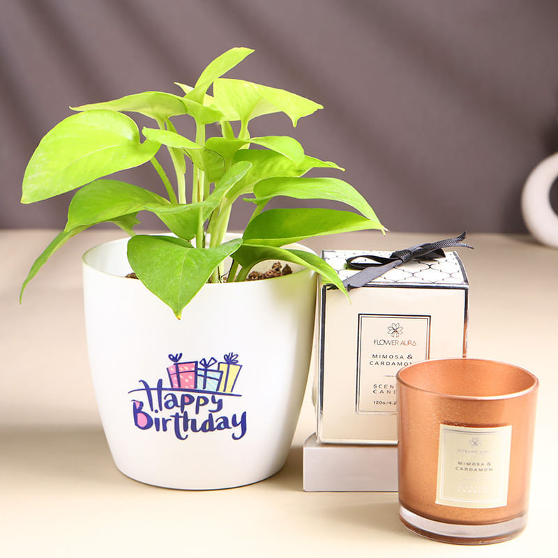 Money Plant In Birthday Pot With Scented Candle