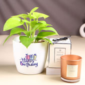 Money Plant In Birthday Pot With Scented Candle
