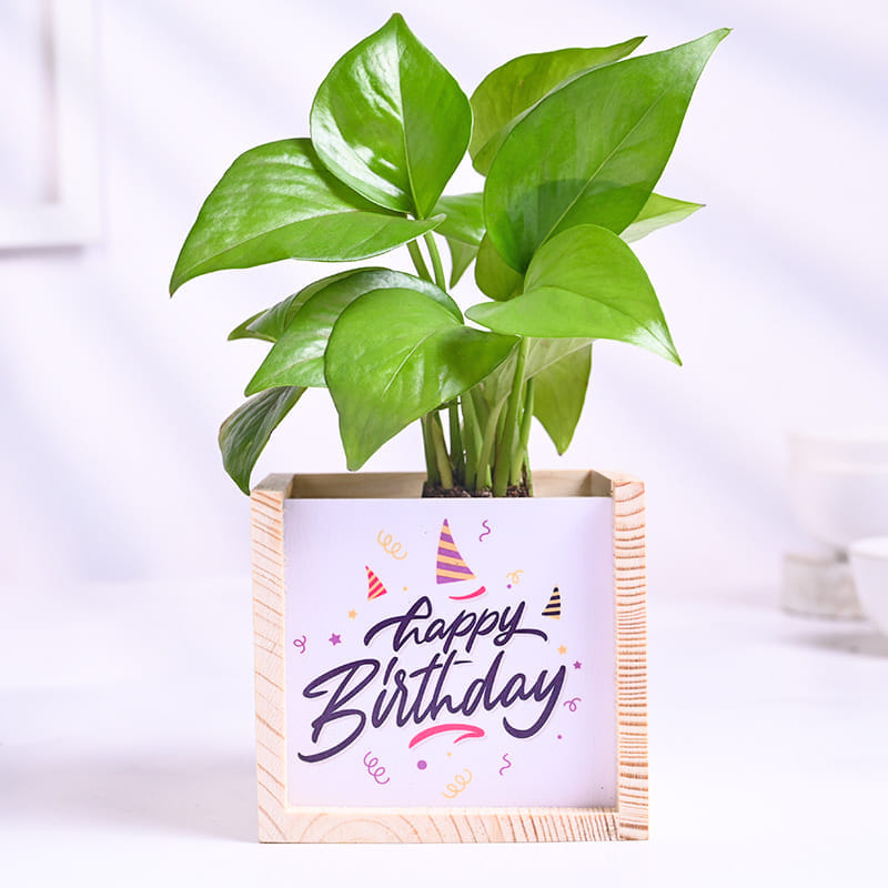 Money Plant In Birthday Wooden Pot
