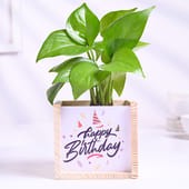 Money Plant In Birthday Wooden Pot