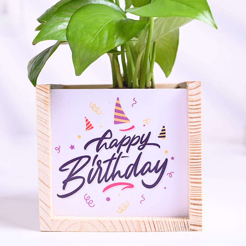 Money Plant In Birthday Wooden Pot