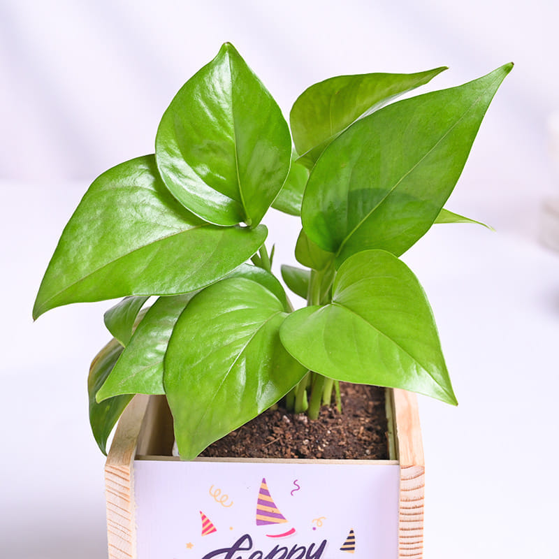 Money Plant In Birthday Wooden Pot