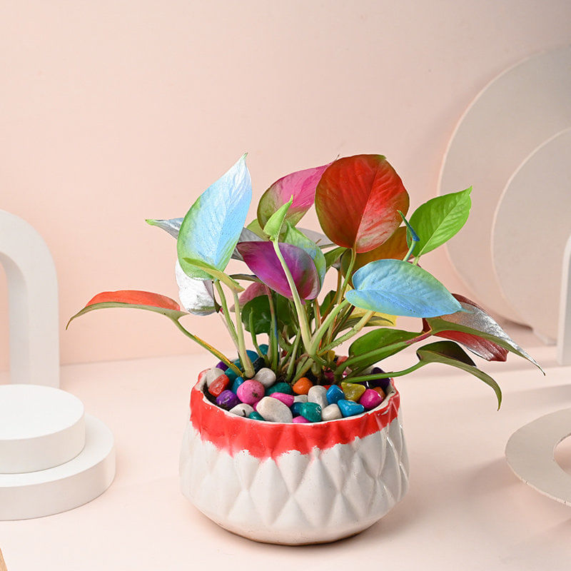 Colorful Money Plant in Shaded White Pot