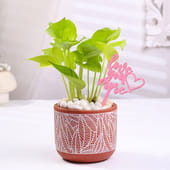 Money Plant In Designer Terracota Pot