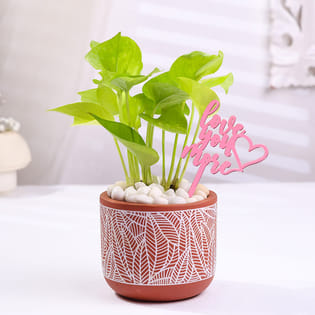 Money Plant In Designer Terracota Pot