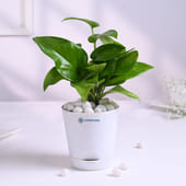 Money Plant In Glossy White Taper Pot