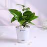 Money Plant In Glossy White Taper Pot