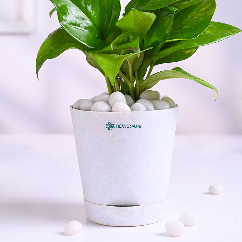 Money Plant In Glossy White Taper Pot