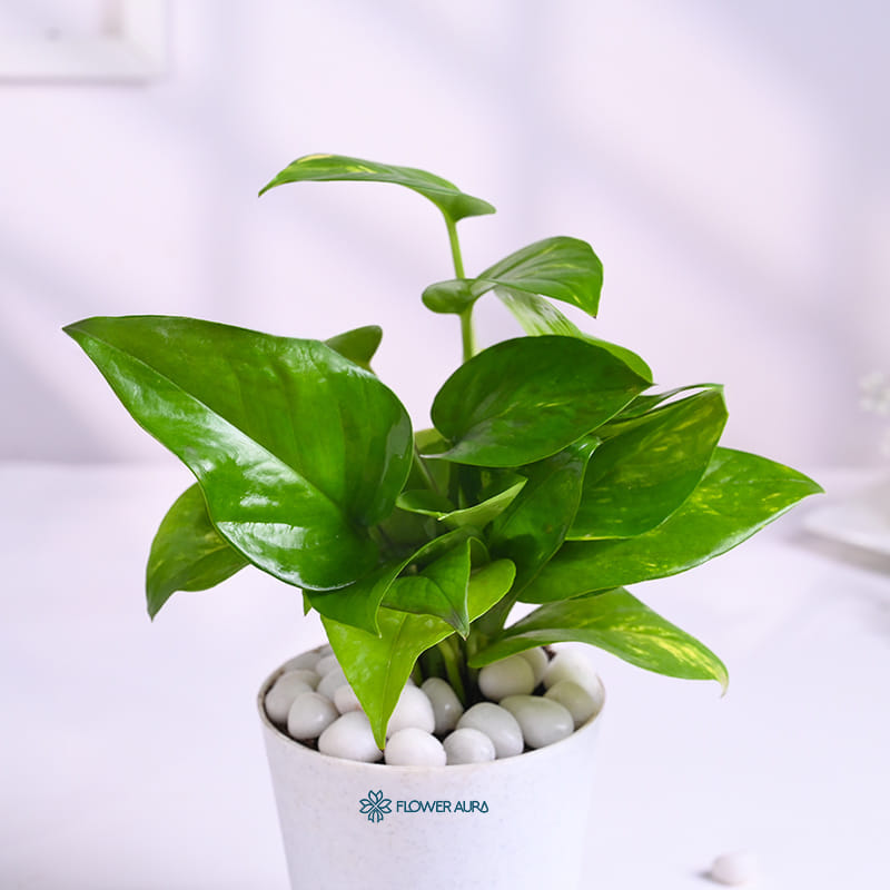 Money Plant In Glossy White Taper Pot