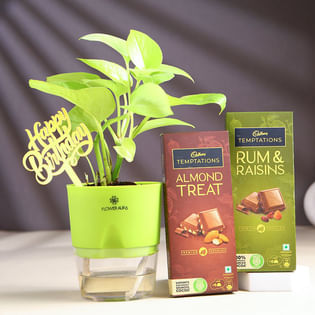 Money Plant In Green Pot N Chocolates For Birthday