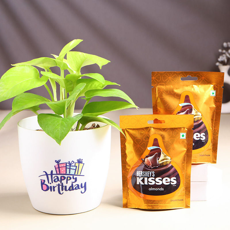 Money Plant In Happy Birthday Pot With Chocolates