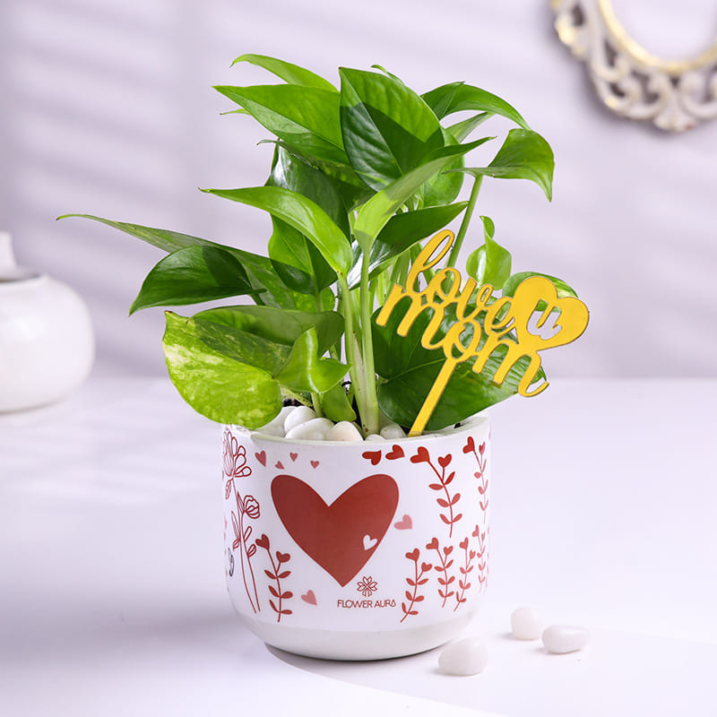 Money Plant In Heart Pot With Love You Mom Topper