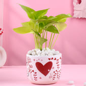Money Plant In Heart Valentine Terracota Pot