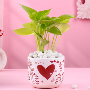 Money Plant In Heart Valentine Terracota Pot