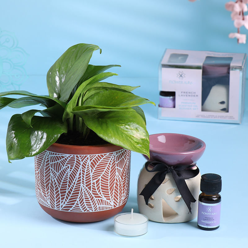 Money Plant In Leaf Pot N Lavender Aroma Set