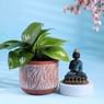 Money Plant In Leaf Terracotta Pot N Buddha Idol