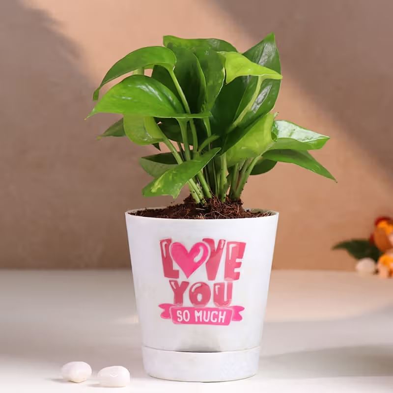 Product Image Video