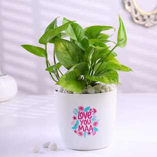 Money Plant In Love U Maa Pot