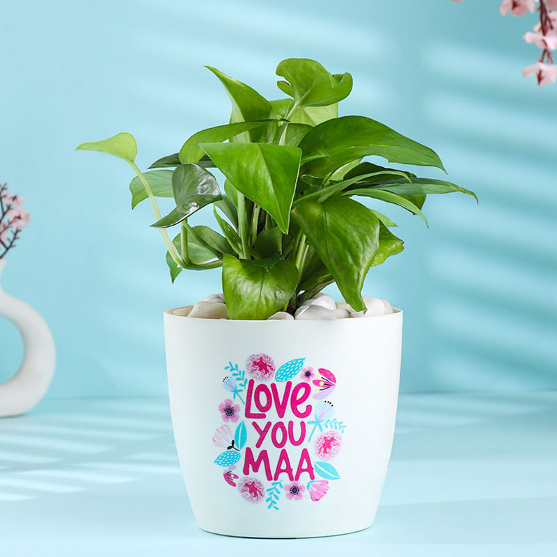 Money Plant In Love You Maa White Pot