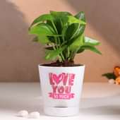 Money Plant In Love You So Much White Pot