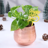 Money Plant In Metal Pot For New Year