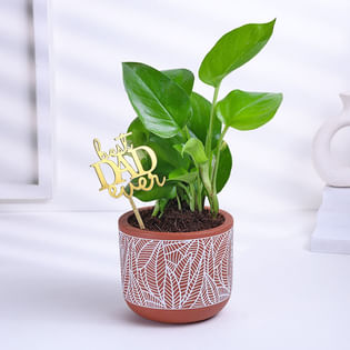 Money Plant In Orange Terracota Pot For Dad