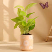 Money Plant In Peachy Terracotta Pot