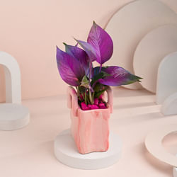 Money Plant In Pink Basket Pot