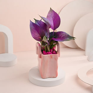Buy Money Plant In Pink Basket Pot