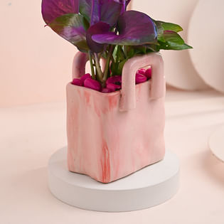 Buy Money Plant Online