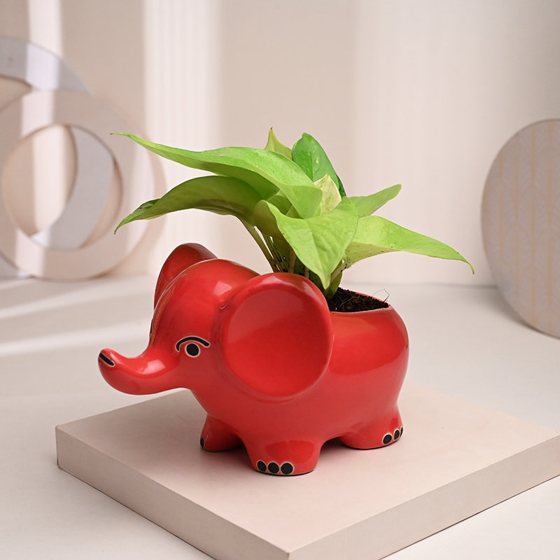 Money Plant In Red Elephant Pot