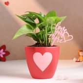 Money Plant In Red Love Pot With Love More Tag