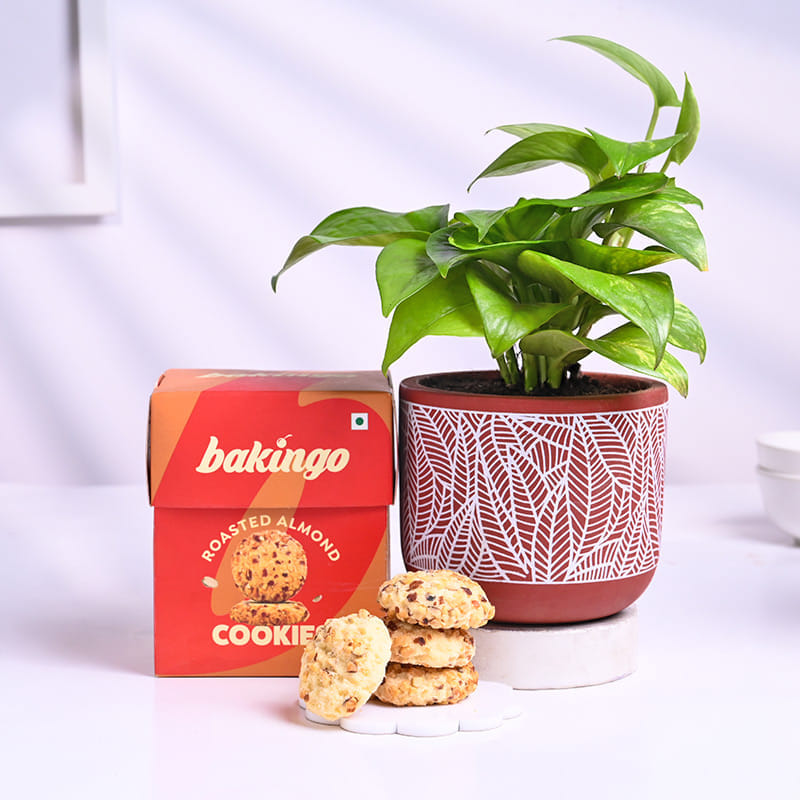 Money Plant In Red Pot With Almond Cookies