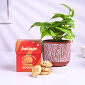 Money Plant In Red Pot With Almond Cookies