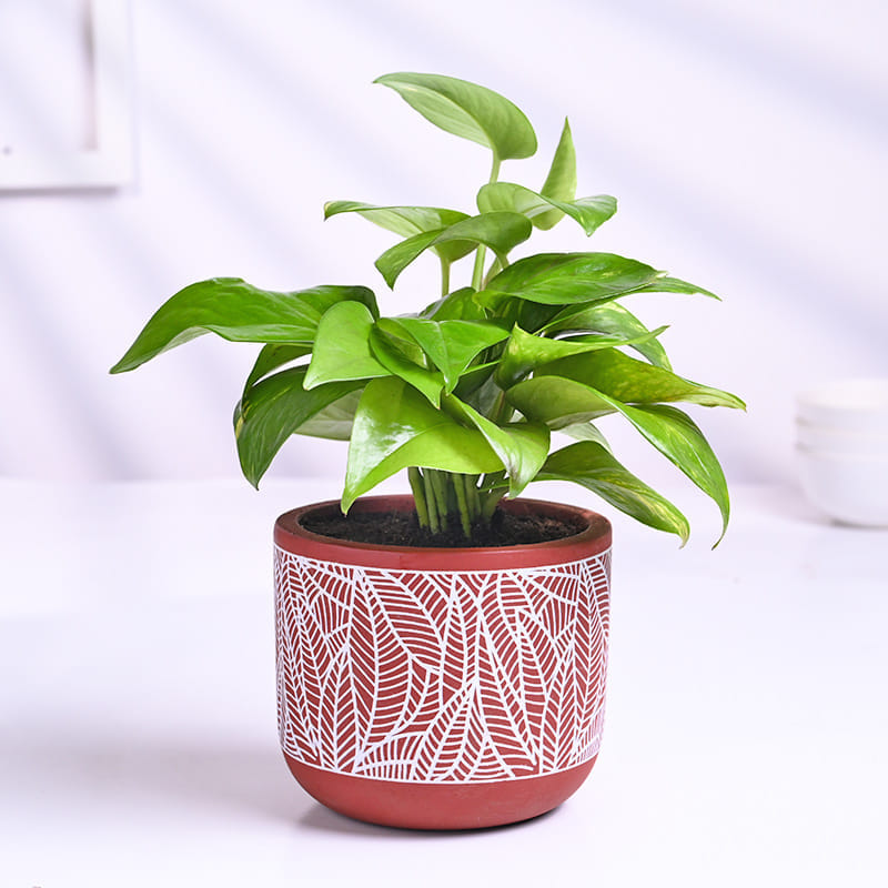 Money Plant In Red Pot With Almond Cookies