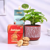 Money Plant In Red Pot With Cookies N Choco Nuts