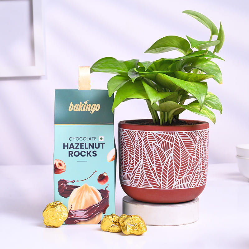 Money Plant In Red Pot With Cookies N Choco Nuts