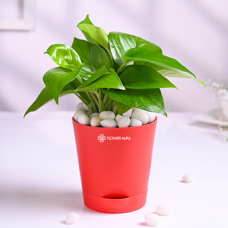 Money Plant In Red Taper Pot