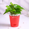 Money Plant In Red Taper Pot