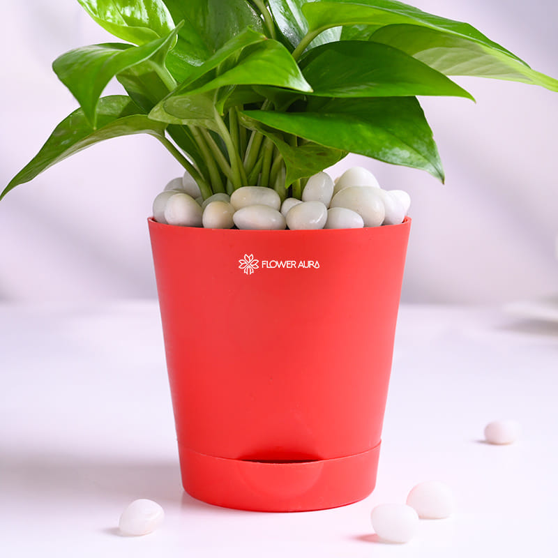 Money Plant In Red Taper Pot