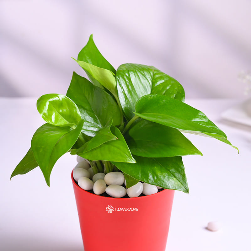 Money Plant In Red Taper Pot