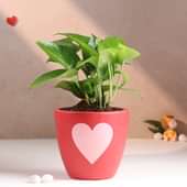 Money Plant In Romantic Heart Pot