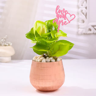 Money Plant In Rose Gold Metal Pot