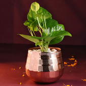 Money Plant In Rose Gold Pot