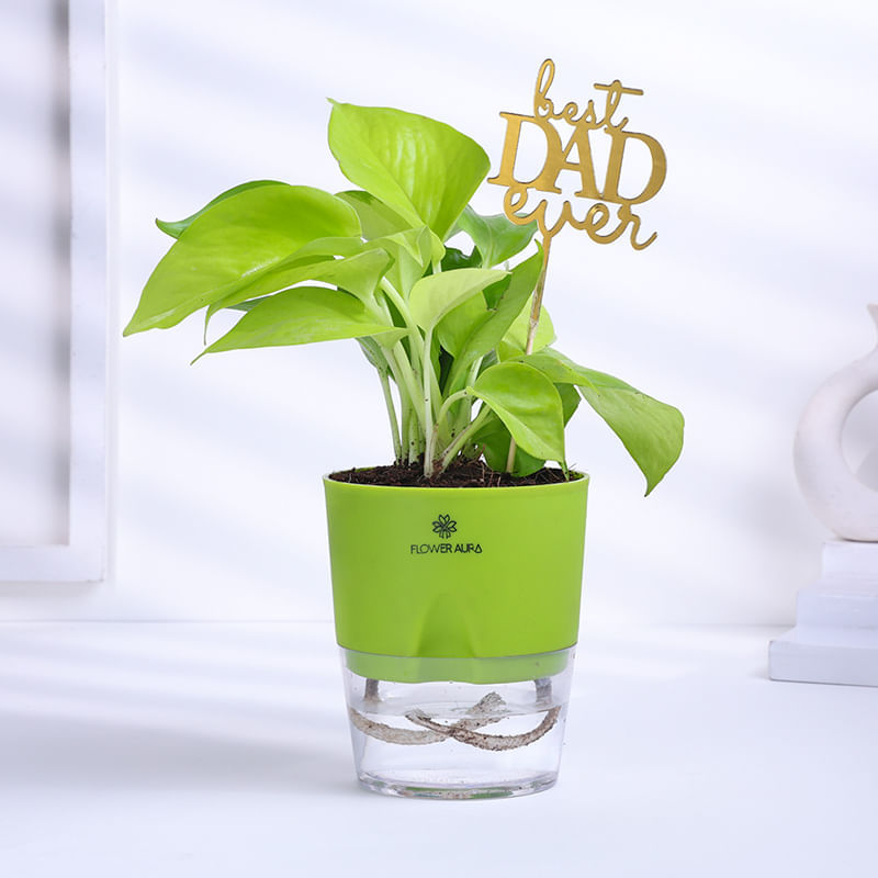 Money Plant In Self Watering Pot For Dad