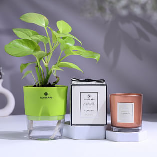 Money Plant In Self Watering Pot With Candle