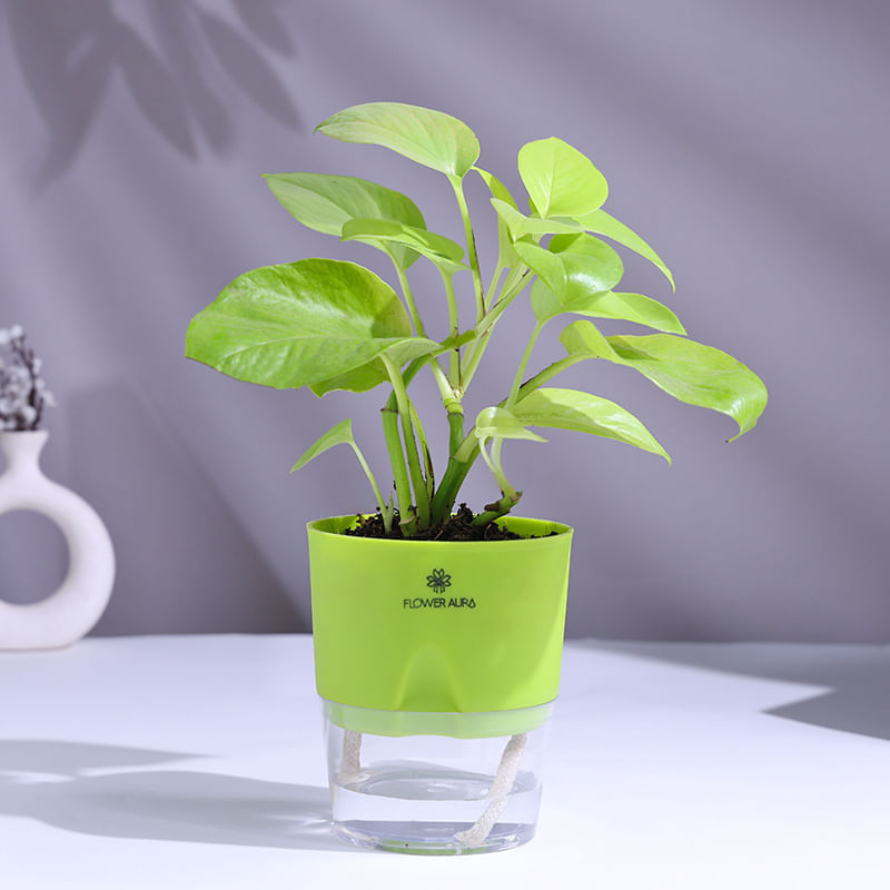 Product Image Video